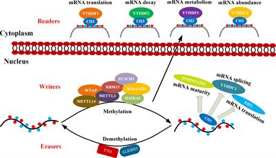 Regulation of Gene Expression Associated With the N6-Methyladenosine (m6A) Enzyme System and Its Significance in Cancer